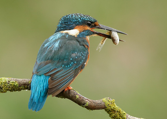 Kingfisher Alcedo atthis