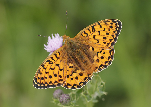 Dark Green fritillary Argynnis aglaja