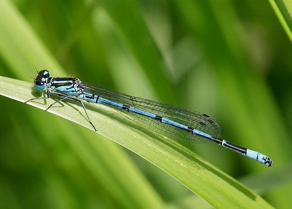 Azure Damselfly Coenagrion puella