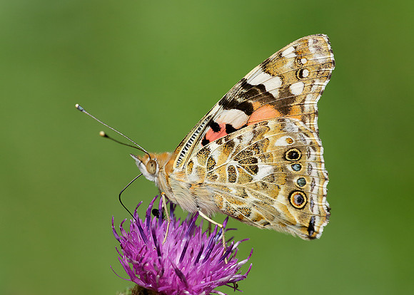Painted Lady Vanessa cardui