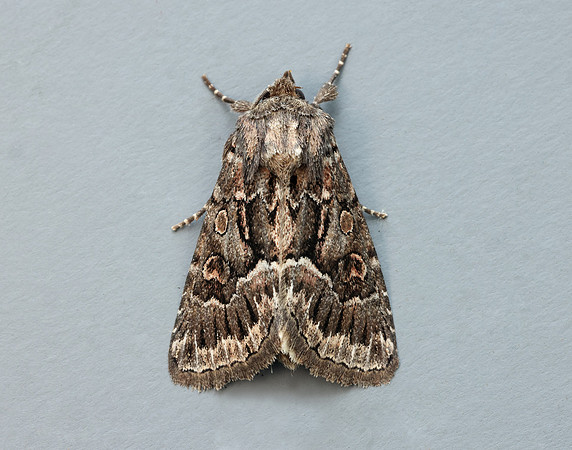 73.109 BF2303 Straw Underwing Thalpophila matura