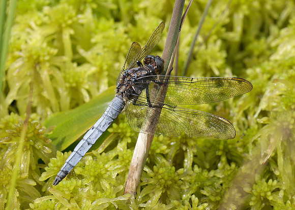 Keeled Skimmer Orthetrum coerulescens