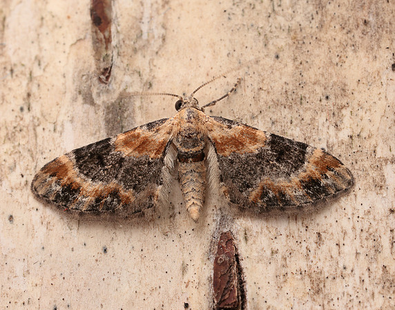 70.150 BF1816 Toadflax Pug Eupithecia linariata