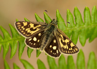 Chequered Skipper Carterocephalus palaemon