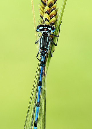 Variable Damselfly Coenagrion pulchellum