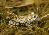 Common Toad Bufo bufo
