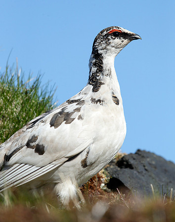Ptarmigan Lagopus mutus