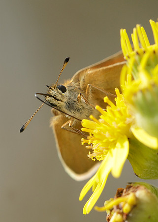 Essex Skipper Thymelicus lineola