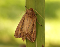 73.136 BF2369 Bulrush Wainscot Nonagria typhae