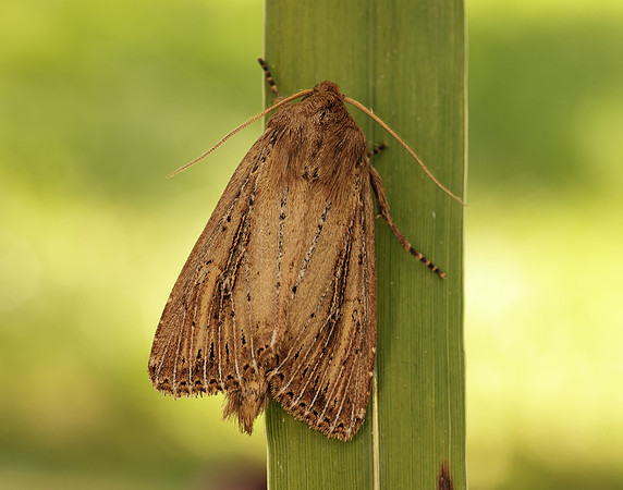 73.136 BF2369 Bulrush Wainscot Nonagria typhae