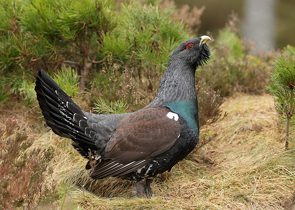 Capercaillie Tetrao urogallus