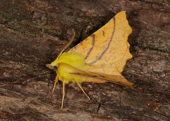 70.234 BF1913 Canary-shouldered Thorn Ennomos alniaria