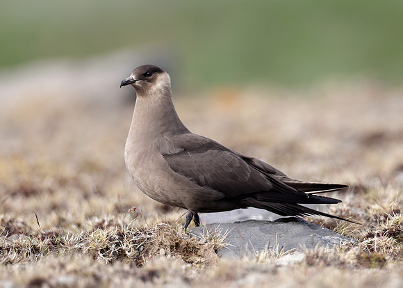 Arctic Skua Stercorarius parasiticus