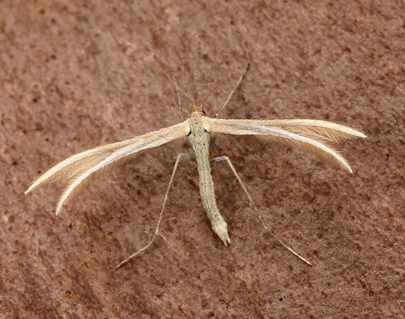 45.033 BF1510 Thyme Plume Merrifieldia leucodactyla