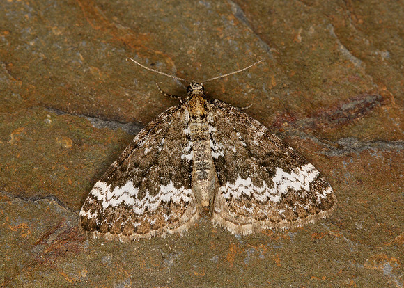 70.133 BF1803 Small Rivulet Perizoma alchemillata