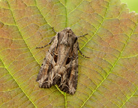 73.266 BF2159 Dog's Tooth Lacanobia suasa