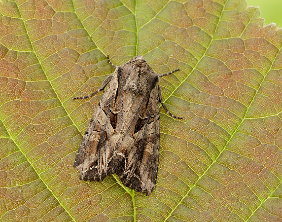 73.266 BF2159 Dog's Tooth Lacanobia suasa