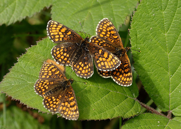 Heath Fritillary Melitaea athalia