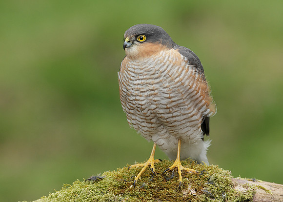 Sparrowhawk Accipiter nisus