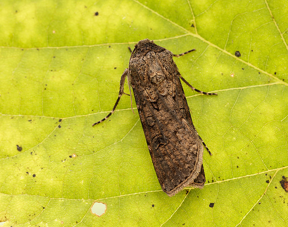 73.319 BF2087 Turnip Moth Agrotis segetum