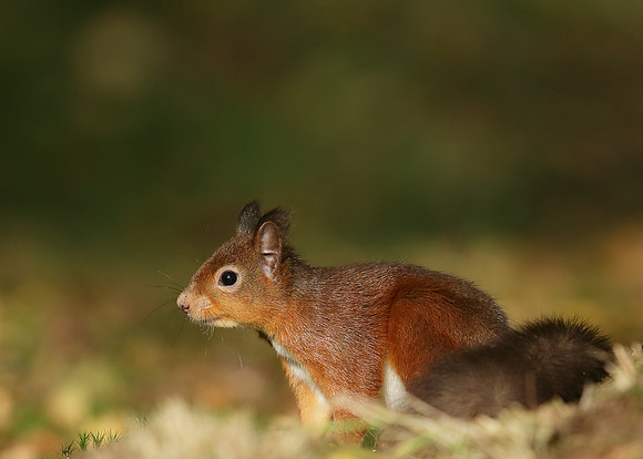 Red Squirrel Sciurus vulgaris