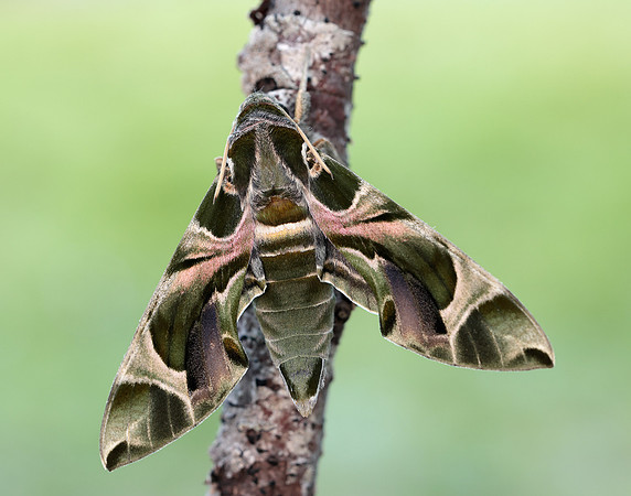 69.011 BF1985 Oleander Hawk-moth Daphnis nerii