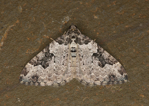 70.049 BF1728 Garden Carpet Xanthorhoe fluctuata fluctuata
