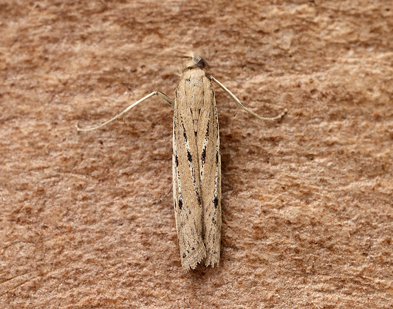 62.059 BF1484 Phycitodes saxicola