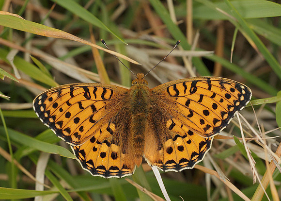 Dark Green fritillary Argynnis aglaja