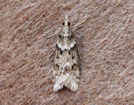 63.069 BF1342 Eudonia angustea
