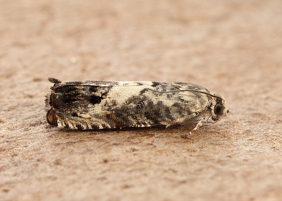 49.367 BF1236 Pammene fasciana