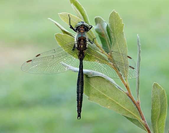Northern Emerald Somatochlora arctica