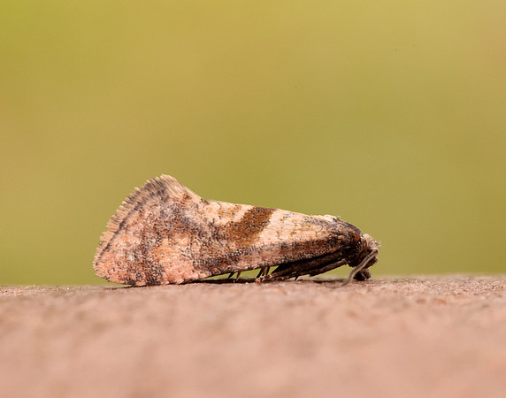 49.132 BF956 Cochylidia implicitana
