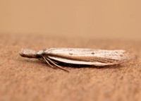 28.025 BF654 Pleurota bicostella