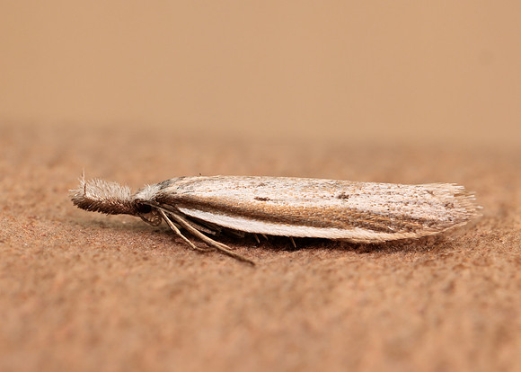 28.025 BF654 Pleurota bicostella