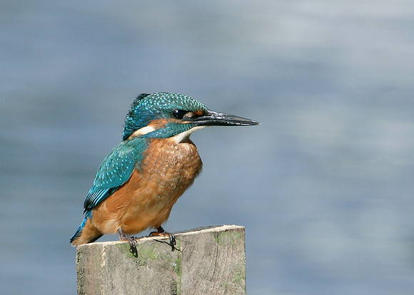 Kingfisher Alcedo atthis