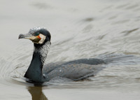 Cormorant Phalocrocorax carbo