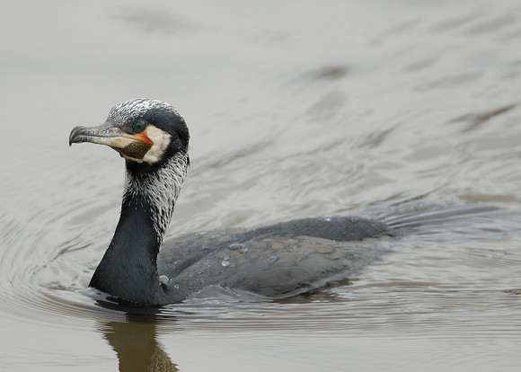 Cormorant Phalocrocorax carbo