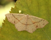 70.036 BF1680 Maiden's Blush Cyclophora punctaria