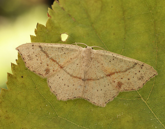 70.036 BF1680 Maiden's Blush Cyclophora punctaria