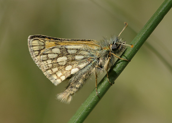 Chequered Skipper Carterocephalus palaemon