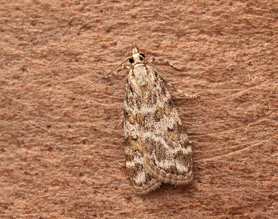 63.066 BF1333 Scoparia pyralella
