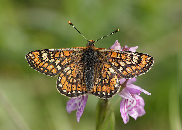 Marsh Fritillary Euphydryas aurinia