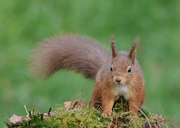 Red Squirrel Sciurus vulgaris