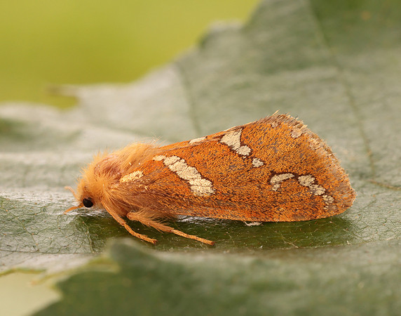 3.004 BF16 Gold Swift Phymatopus hecta