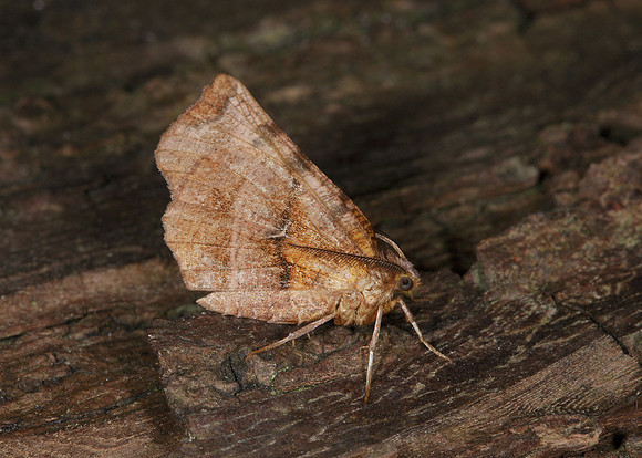 70.237 BF1917 Early Thorn Selenia dentaria