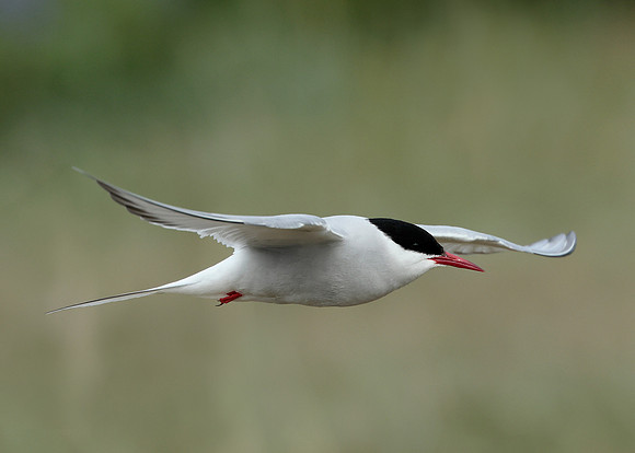 Arctic Tern Sterna paradisaea