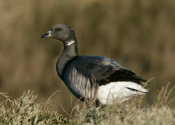 Brent Goose Branta bernicla