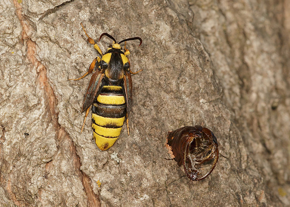 52.002 BF0370 Hornet Moth Sesia apiformis