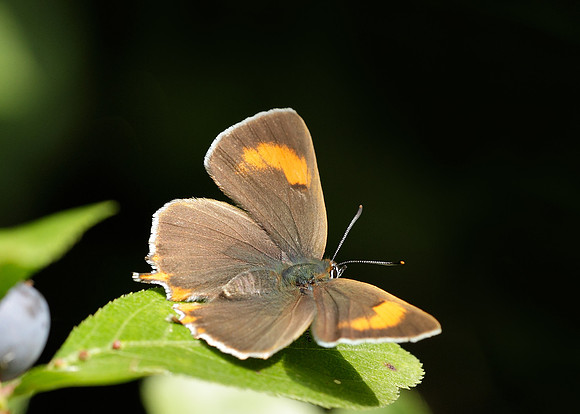 Brown Hairstreak Thecla betulae